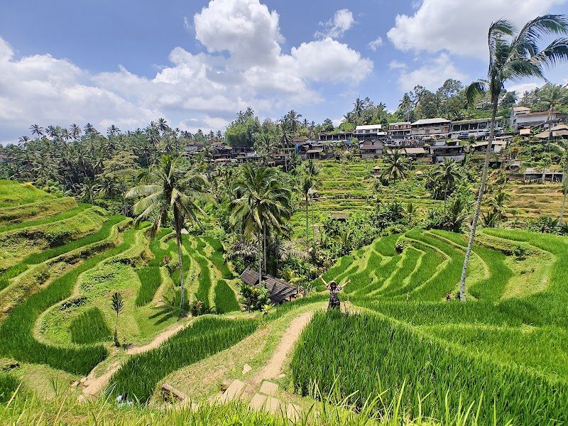 Bali - Tegallalang Pirinç Terasları