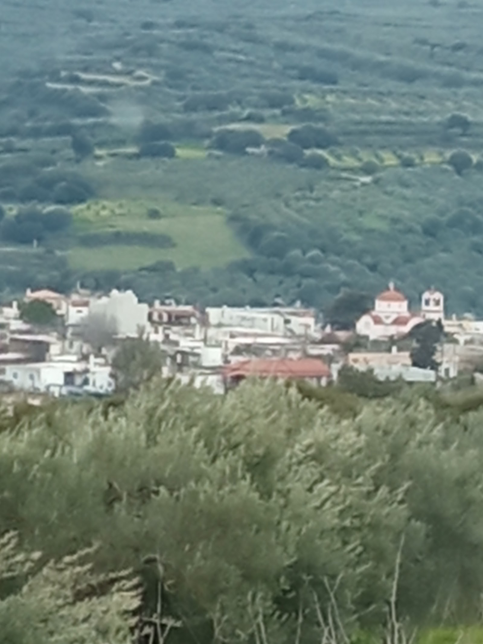 Avli