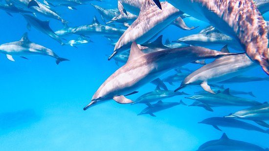 Dolphin House Reef (Sha'ab El Erg)