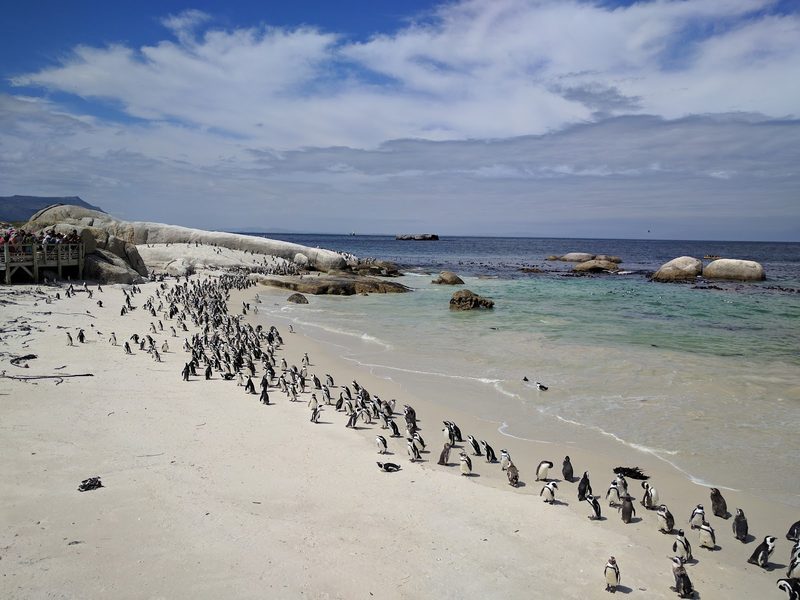 Boulders Beach (Penguen Plajı)