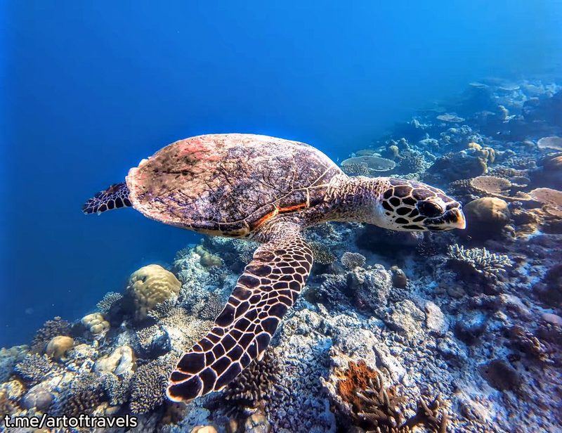 Banana Reef (Dalış Noktası)