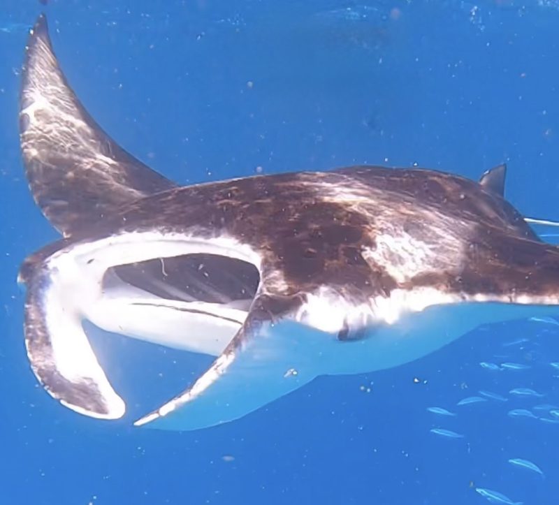 Hanifaru Bay (Manta + Balina Köpek Balığı)